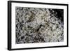 Anthill under a Stone - Pupa, Workers and Queen-Paul Starosta-Framed Photographic Print