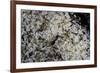 Anthill under a Stone - Pupa, Workers and Queen-Paul Starosta-Framed Photographic Print