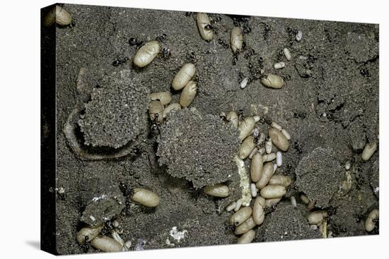 Anthill under a Stone-Paul Starosta-Stretched Canvas