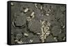 Anthill under a Stone-Paul Starosta-Framed Stretched Canvas