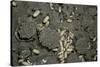 Anthill under a Stone-Paul Starosta-Stretched Canvas