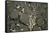 Anthill under a Stone-Paul Starosta-Framed Stretched Canvas