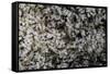 Anthill under a Stone-Paul Starosta-Framed Stretched Canvas