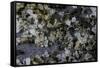 Anthill under a Stone-Paul Starosta-Framed Stretched Canvas