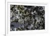 Anthill under a Stone-Paul Starosta-Framed Photographic Print