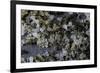 Anthill under a Stone-Paul Starosta-Framed Photographic Print