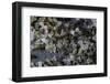 Anthill under a Stone-Paul Starosta-Framed Photographic Print