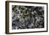 Anthill under a Stone-Paul Starosta-Framed Photographic Print