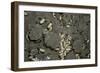 Anthill under a Stone-Paul Starosta-Framed Photographic Print