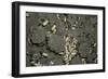 Anthill under a Stone-Paul Starosta-Framed Photographic Print