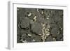 Anthill under a Stone-Paul Starosta-Framed Photographic Print