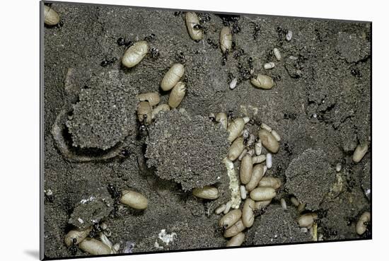 Anthill under a Stone-Paul Starosta-Mounted Photographic Print