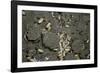 Anthill under a Stone-Paul Starosta-Framed Photographic Print