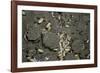 Anthill under a Stone-Paul Starosta-Framed Photographic Print