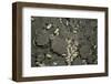 Anthill under a Stone-Paul Starosta-Framed Photographic Print