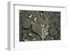 Anthill under a Stone-Paul Starosta-Framed Photographic Print