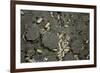 Anthill under a Stone-Paul Starosta-Framed Photographic Print