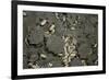 Anthill under a Stone-Paul Starosta-Framed Photographic Print