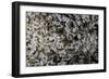 Anthill under a Stone-Paul Starosta-Framed Photographic Print