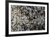 Anthill under a Stone-Paul Starosta-Framed Photographic Print