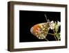 Anthocharis Cardamines (Orange Tip)-Paul Starosta-Framed Photographic Print