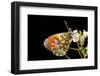 Anthocharis Cardamines (Orange Tip)-Paul Starosta-Framed Photographic Print