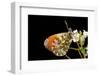 Anthocharis Cardamines (Orange Tip)-Paul Starosta-Framed Photographic Print