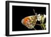 Anthocharis Cardamines (Orange Tip)-Paul Starosta-Framed Photographic Print