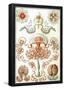 Anthomedusae Nature Art Print Poster by Ernst Haeckel-null-Framed Poster