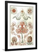 Anthomedusae Nature by Ernst Haeckel-Ernst Haeckel-Framed Art Print