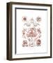 Anthomedusae-Ernst Haeckel-Framed Art Print