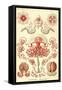 Anthomedusae-Ernst Haeckel-Framed Stretched Canvas