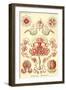 Anthomedusae-Ernst Haeckel-Framed Art Print