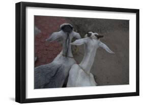 Anthony and Cleopatra-Valda Bailey-Framed Photographic Print