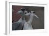 Anthony and Cleopatra-Valda Bailey-Framed Photographic Print