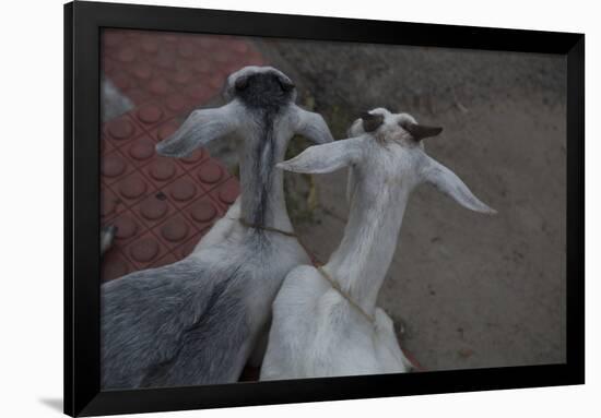 Anthony and Cleopatra-Valda Bailey-Framed Photographic Print