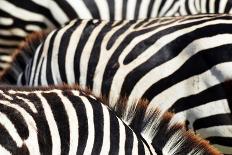 Kenya, Masai Mara National Reserve, Rear View of Zebras Looking at the Plain-Anthony Asael/Art in All of Us-Photographic Print