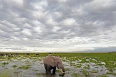 Kenya, Masai Mara National Reserve, Giraffe and Wildebeests in the Plain-Anthony Asael/Art in All of Us-Framed Stretched Canvas