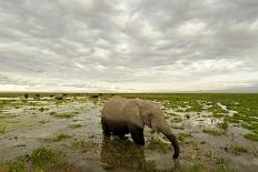 Kenya, Amboseli National Park, One Female Elephant in Grassland in Cloudy Weather-Anthony Asael/Art in All of Us-Photographic Print