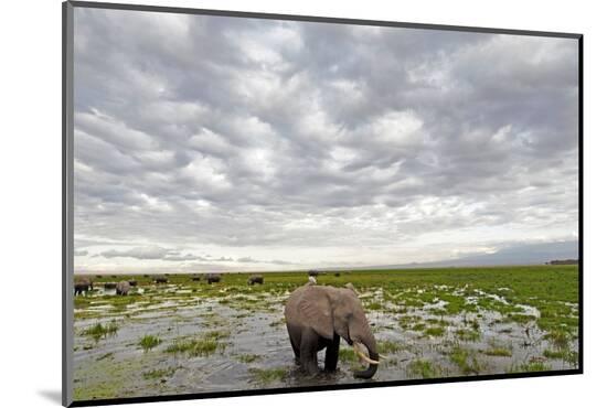 Photographic Print, , large