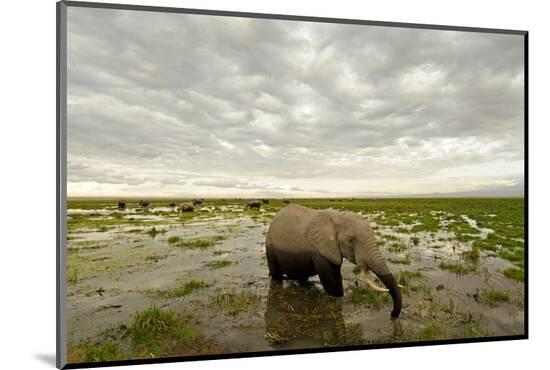 Photographic Print, , large
