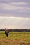 Kenya, Masai Mara National Reserve, Giraffe and Wildebeests in the Plain-Anthony Asael/Art in All of Us-Framed Stretched Canvas