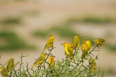 Kenya, Amboseli National Park, Yellow Canary or Weaver-Anthony Asael/Art in All of Us-Photographic Print
