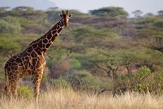 Kenya, Laikipia, Il Ngwesi, Reticulated Giraffe in the Bush-Anthony Asael/Art in All of Us-Photographic Print