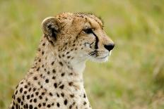 Kenya, Laikipia, Il Ngwesi, Reticulated Giraffe in the Bush-Anthony Asael/Art in All of Us-Photographic Print