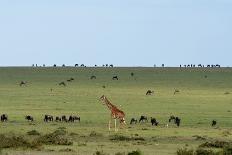 Kenya, Masai Mara National Reserve, Giraffe and Wildebeests in the Plain-Anthony Asael/Art in All of Us-Stretched Canvas