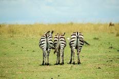 Kenya, Masai Mara National Reserve, Giraffe and Wildebeests in the Plain-Anthony Asael/Art in All of Us-Framed Photographic Print