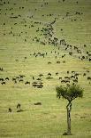 Kenya, Masai Mara, Thousands of Wildebeest Preparing of the Migration-Anthony Asael-Photographic Print