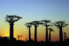 Madagascar, Morondava, Baobab Alley, Adansonia Grandidieri at Sunset-Anthony Asael-Photographic Print