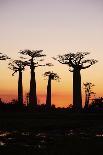 Madagascar, Morondava, Baobab Alley, View on Adansonia Grandidieri-Anthony Asael-Photographic Print